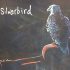 Silverbird